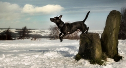 Leaping in the snow